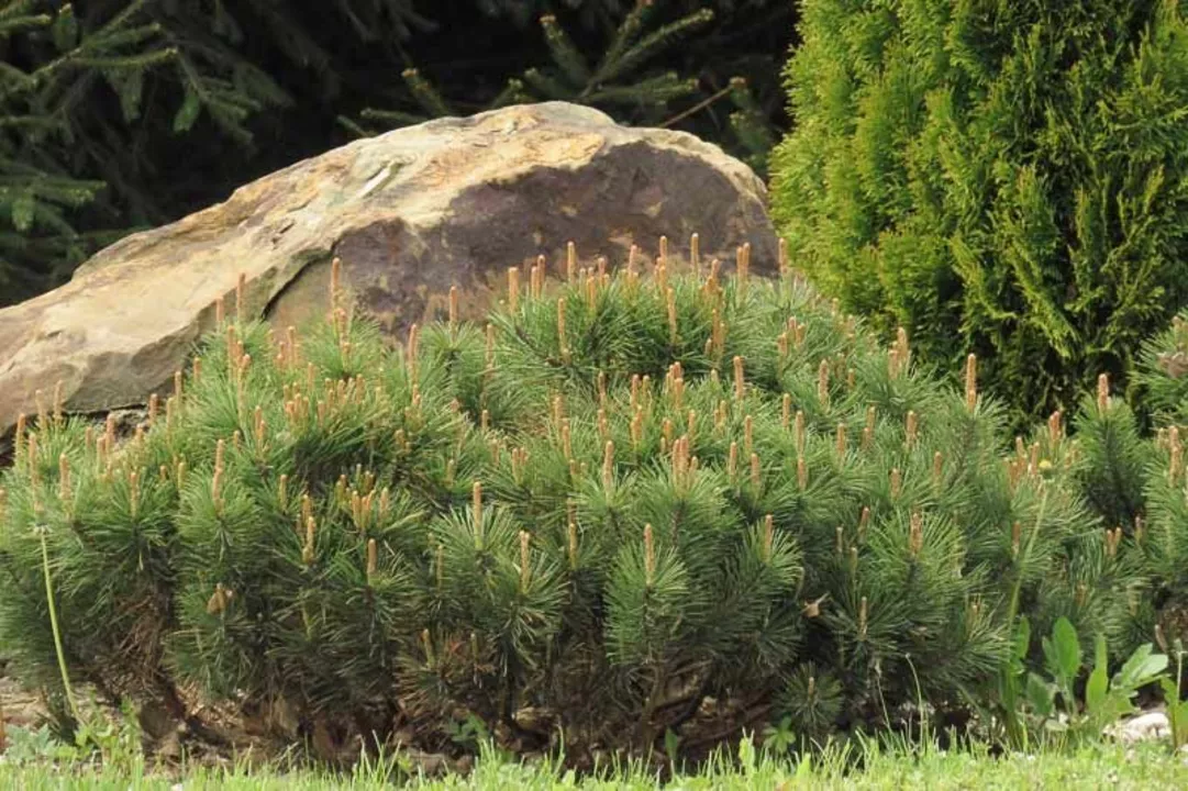 Experience the Power of Nature: Transform Your Health with Dwarf Pine Needle