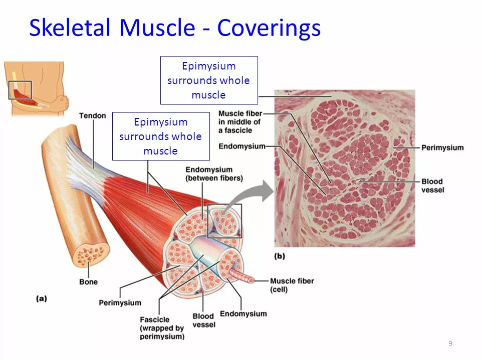 The Connection Between Skeletal Muscle Conditions and Hormonal Imbalances